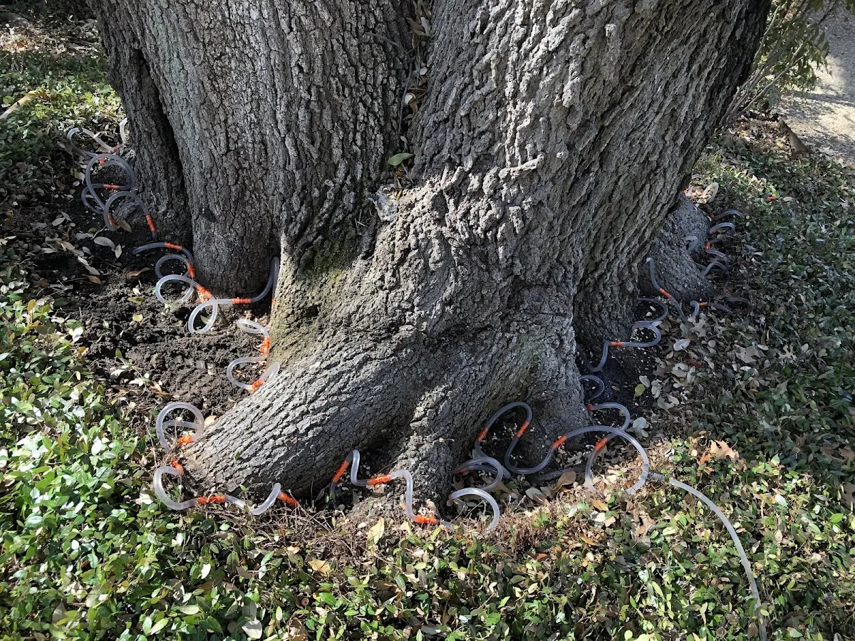 Detailed Shrub and Hedge Trimming job site in Mesquite